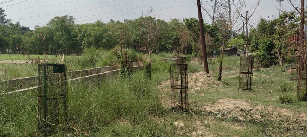 कागजों में हरियाली, जमीन पर बर्बादी सहजनवा में देखरेख के अभाव में दम तोड़ रहे हजारों पौधे।