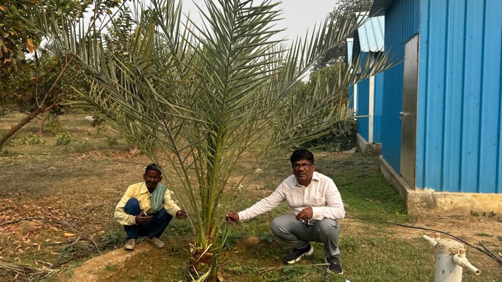 खजूर की बागवानी से खुलेंगे किसानों की आर्थिक समृद्धि के द्वार।