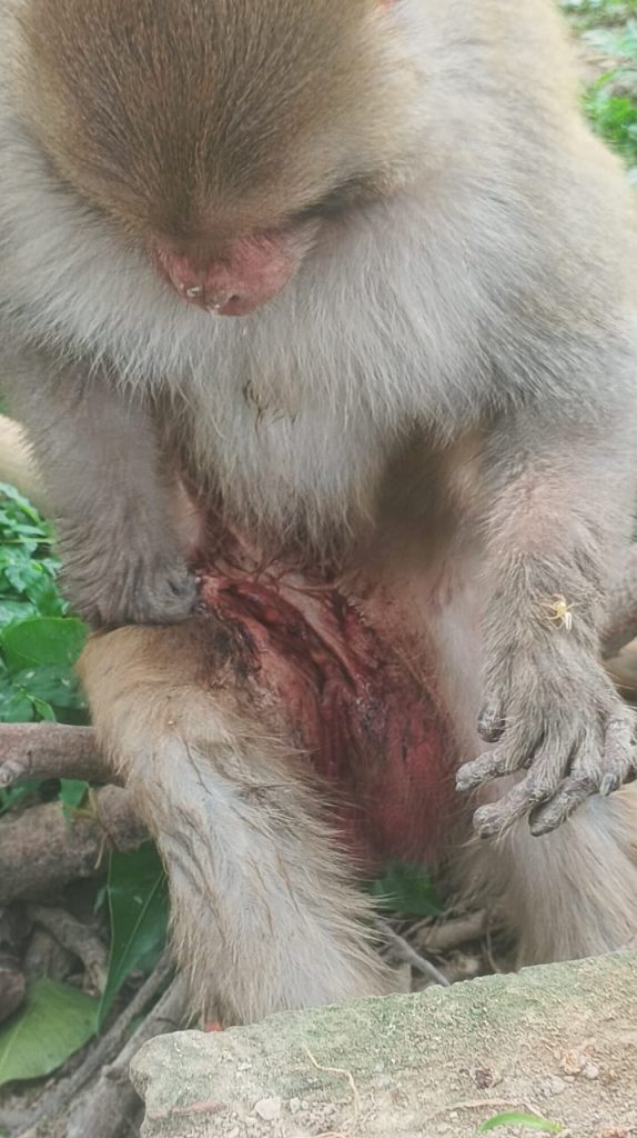 घायल बंदर के उपचार में देरी पर ग्रामीणों का फूटा गुस्सा, वन विभाग और पशु चिकित्साधिकारी पर लापरवाही का आरोप।