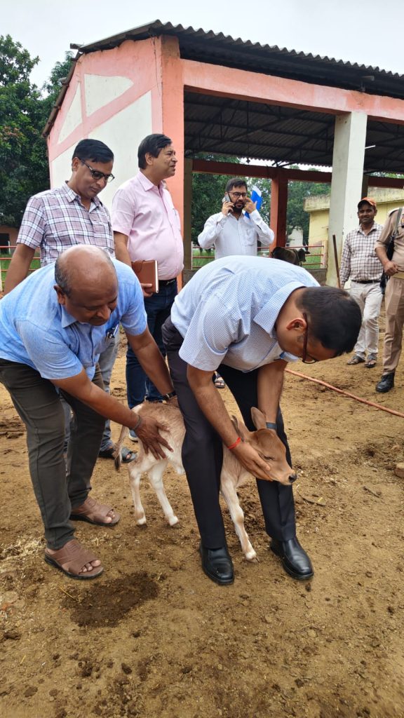 डीएम का गो-आश्रय स्थलों का औचक निरीक्षण, साफ-सफाई व चारे की व्यवस्था सुधारने के दिए निर्देश।