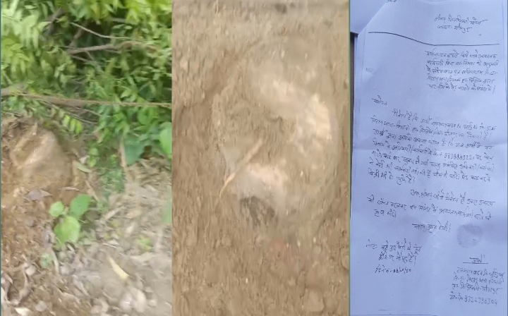 बिना परमिट रातों-रात काटे गए चार भारी-भरकम नीम के पेड़।