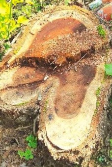 मिश्रिख में हरे पेड़ों के कथित अवैध कटान का मामला आया सामने।